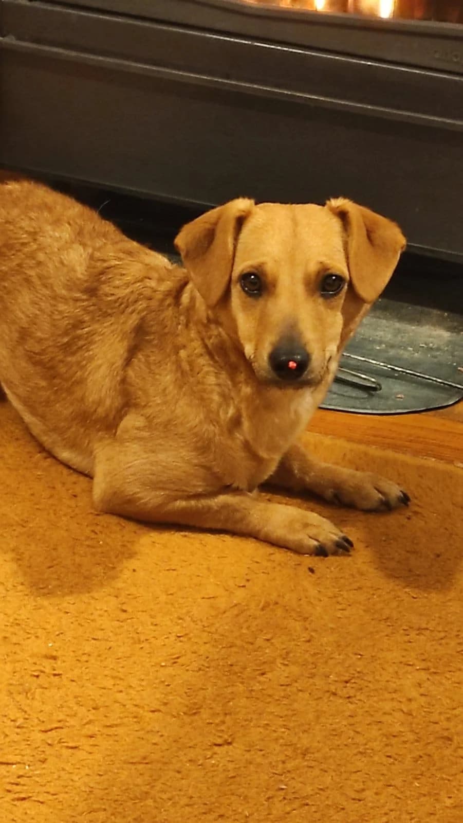 Lulu, female Mixed Breed for adoption at Udomi Psa — Šapasti raj, Belgrade