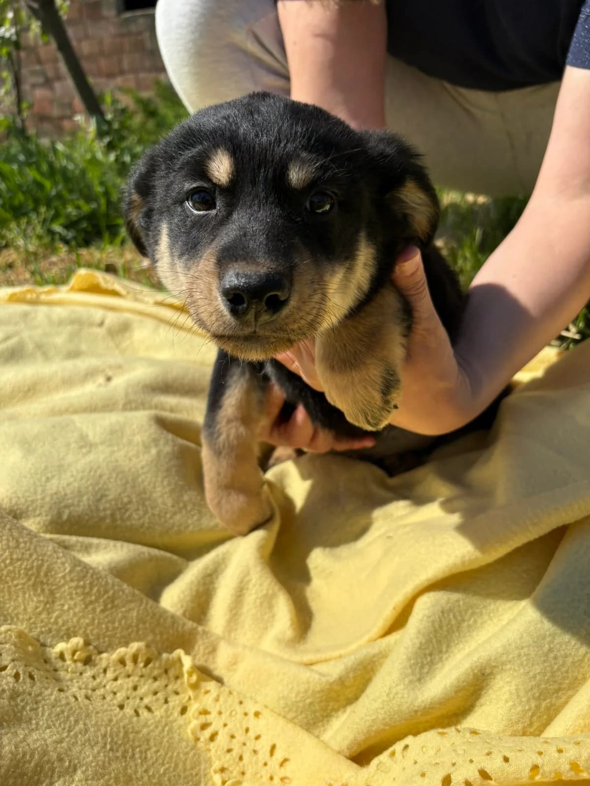 Sest muzjaka i jedna zenka, Mixed Breed for adoption at Udomi Psa — Šapasti raj, Belgrade