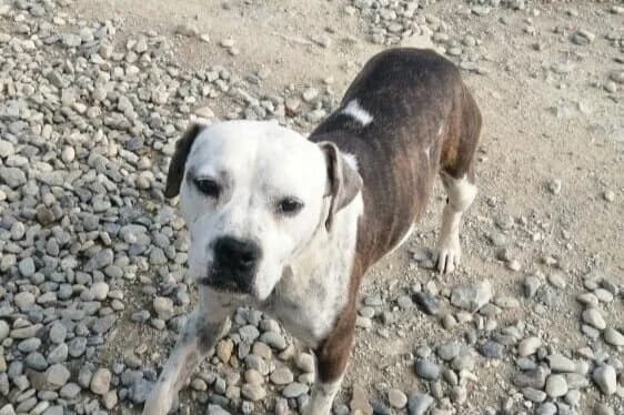 134780815_678540182823059_766362757127802116_n.jpg, Mixed Breed for adoption at Vucjak Shelter — Kragujevac, Vucjak Shelter