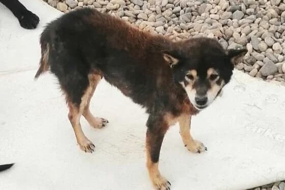 139264966_686845345325876_2687774005709689996_n.jpg, Mixed Breed for adoption at Vucjak Shelter — Kragujevac, Vucjak Shelter