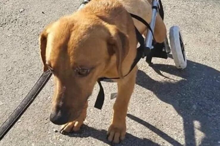 141824012_404186767348450_6224538261729001661_n.jpg, Mixed Breed for adoption at Vucjak Shelter — Kragujevac, Vucjak Shelter