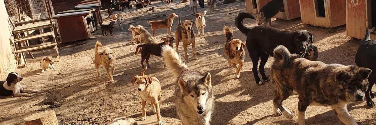 1500x500.jpg, Mixed Breed for adoption at Vucjak Shelter — Kragujevac, Vucjak Shelter