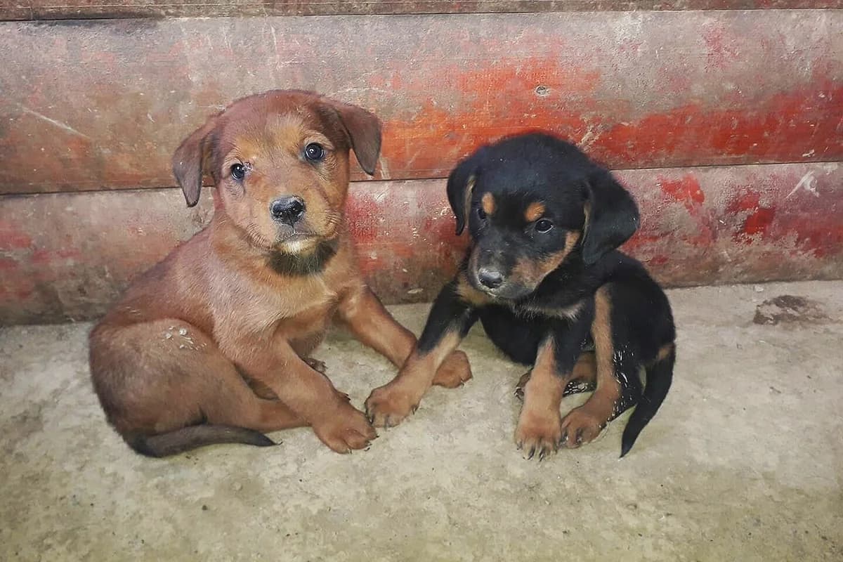 57486139_2360909604143953_7133807603389300736_o.jpg, Mixed Breed for adoption at Vucjak Shelter — Kragujevac, Vucjak Shelter