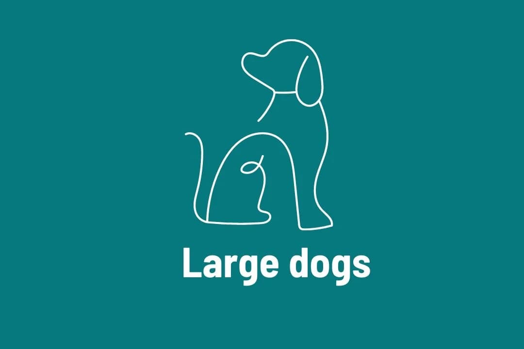 Large+dogs.jpg, Mixed Breed for adoption at Vucjak Shelter — Kragujevac, Vucjak Shelter