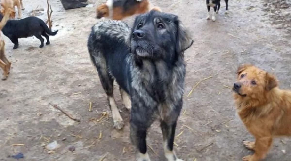 Screen Shot 2020-11-29 at 8.02.23 PM.png, Mixed Breed for adoption at Vucjak Shelter — Kragujevac, Vucjak Shelter