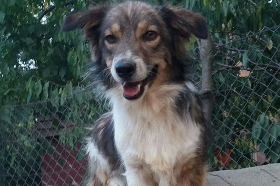 small-medium-dogs2.jpg, Mixed Breed for adoption at Vucjak Shelter — Kragujevac, Vucjak Shelter