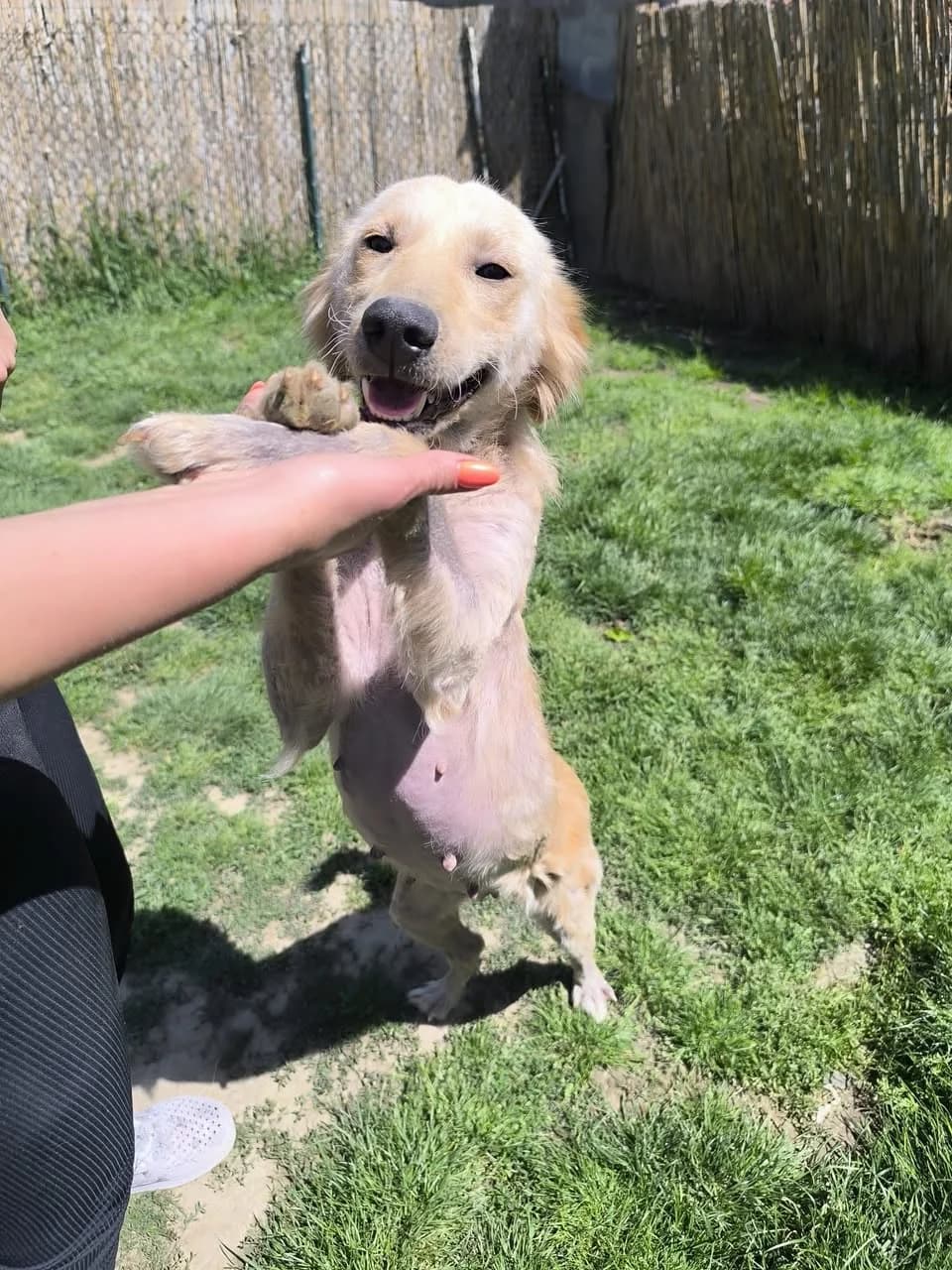 Maisie, Mixed Breed for adoption at Whispaws Animal Sanctuary, Serbia (UK-managed)