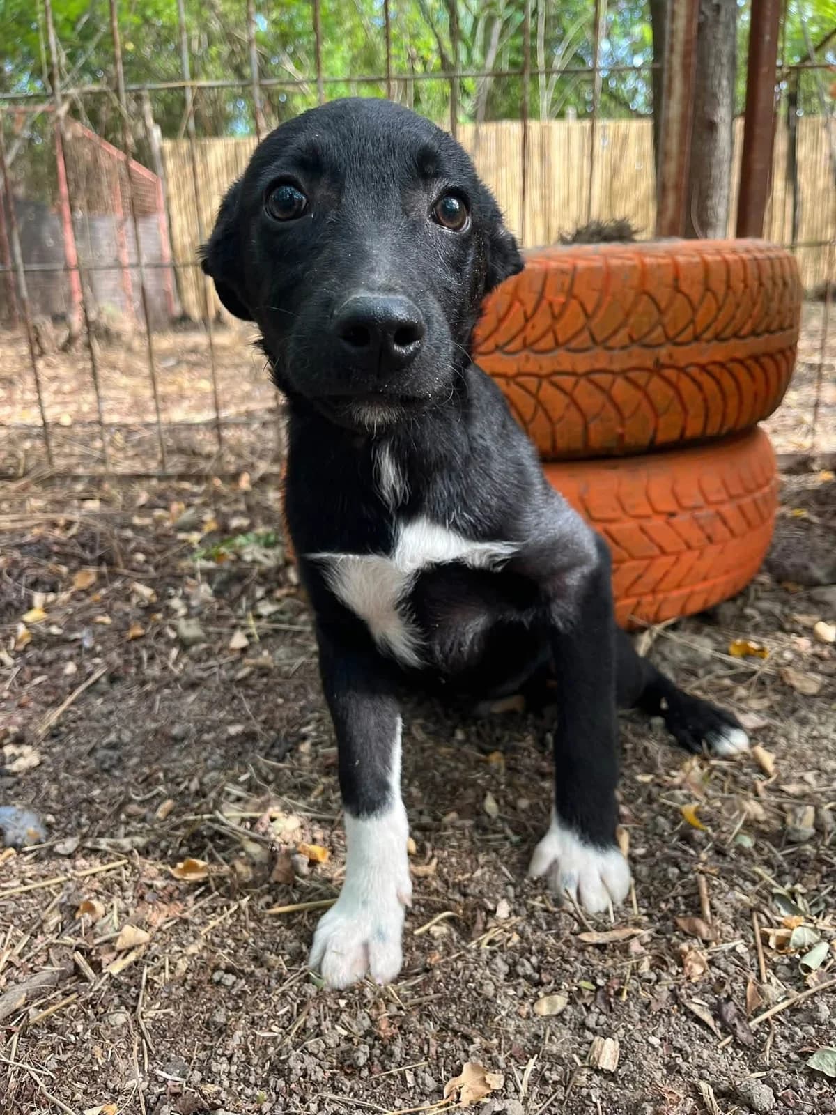 Alfie, Mixed Breed for adoption at Whispaws Animal Sanctuary, Serbia (UK-managed)