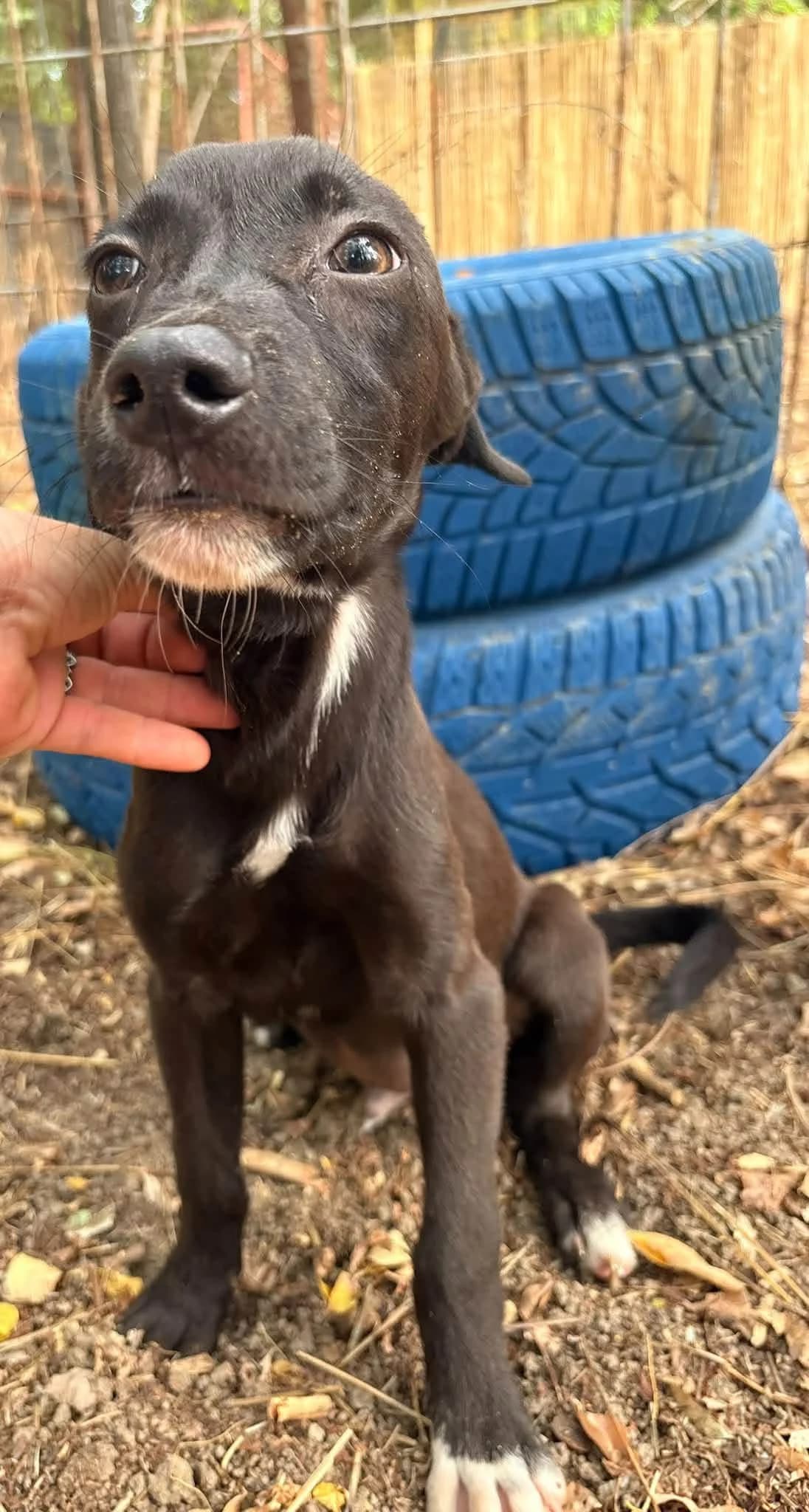 Benji, Mixed Breed for adoption at Whispaws Animal Sanctuary, Serbia (UK-managed)