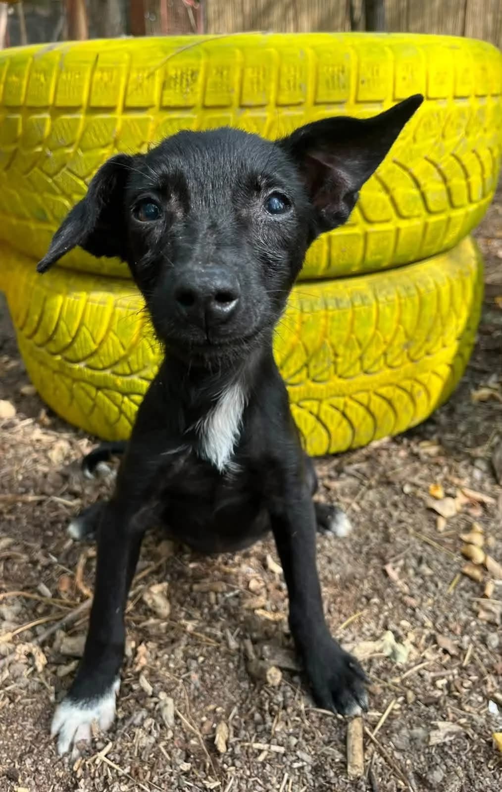 Dixie, Mixed Breed for adoption at Whispaws Animal Sanctuary, Serbia (UK-managed)