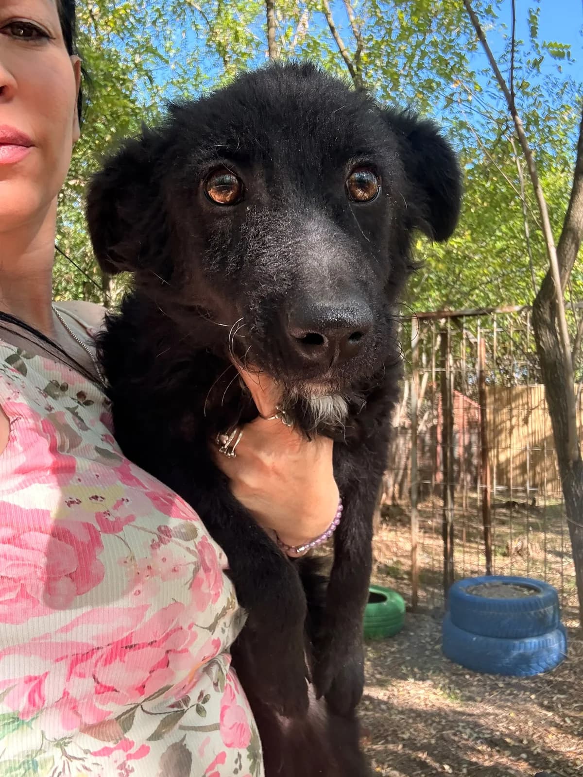 Rachel, Mixed Breed for adoption at Whispaws Animal Sanctuary, Serbia (UK-managed)