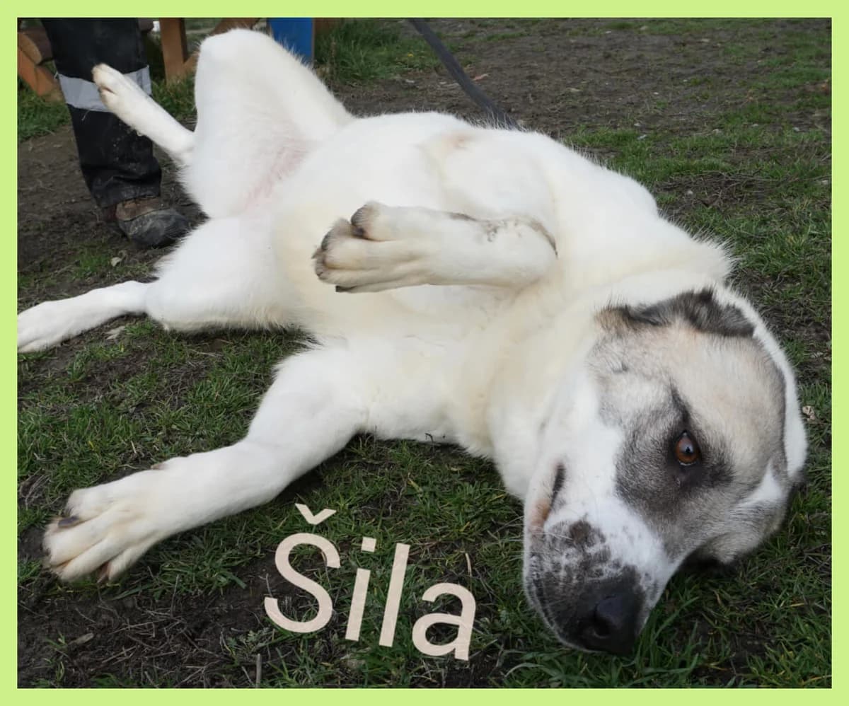 Shila (Шила), mixed breed for adoption at JKP Zoohigijena i Veterina Novi Sad, Novi Sad