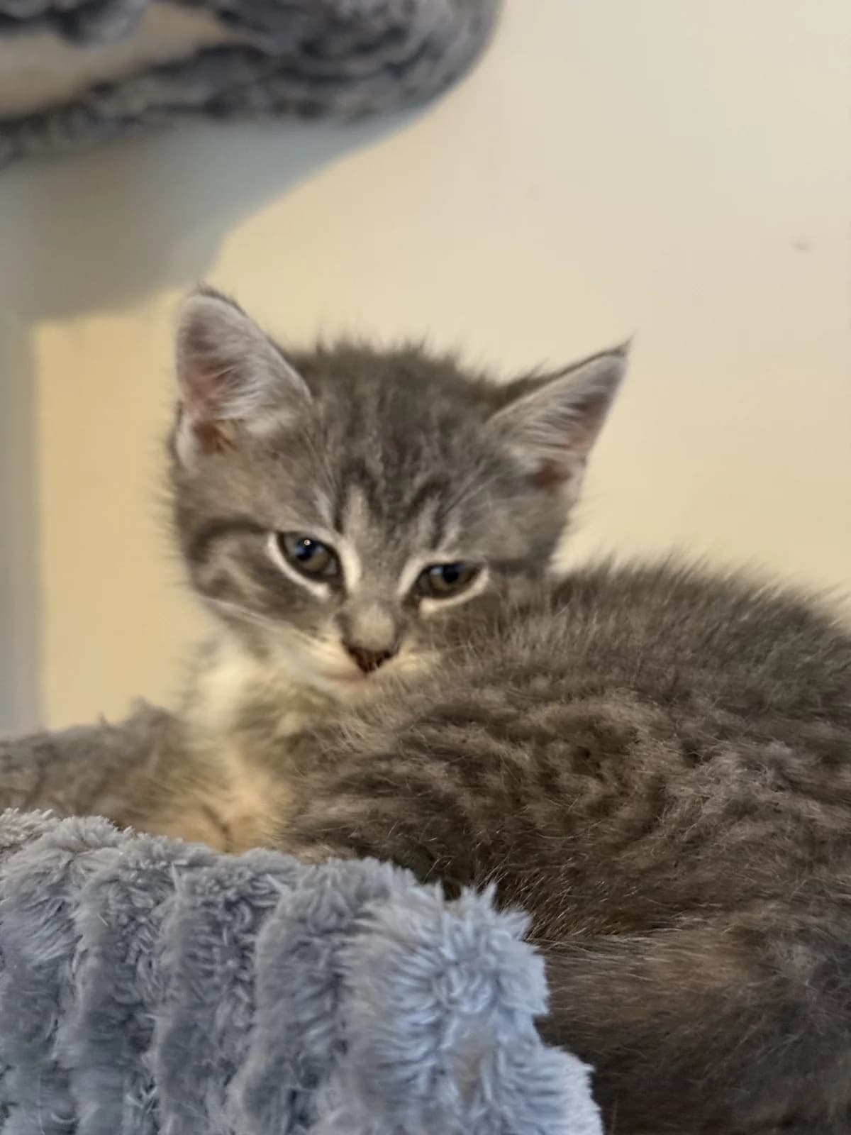 Catania, female puppy Mixed Breed for adoption at Akutgruppen för Katter