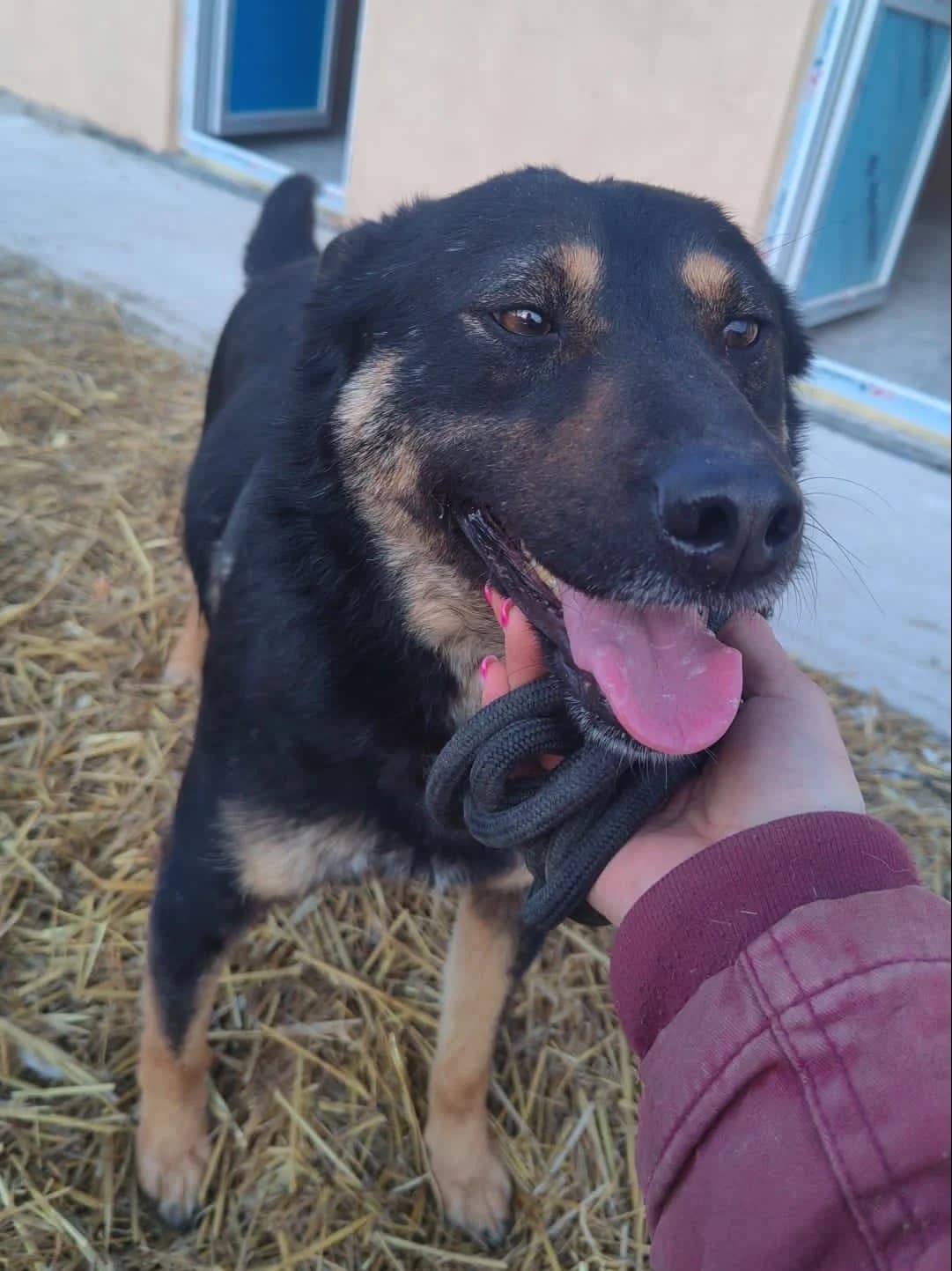 Pluto (23-184), male 7yo Mixed Breed for adoption at Amazing Friends, Säter
