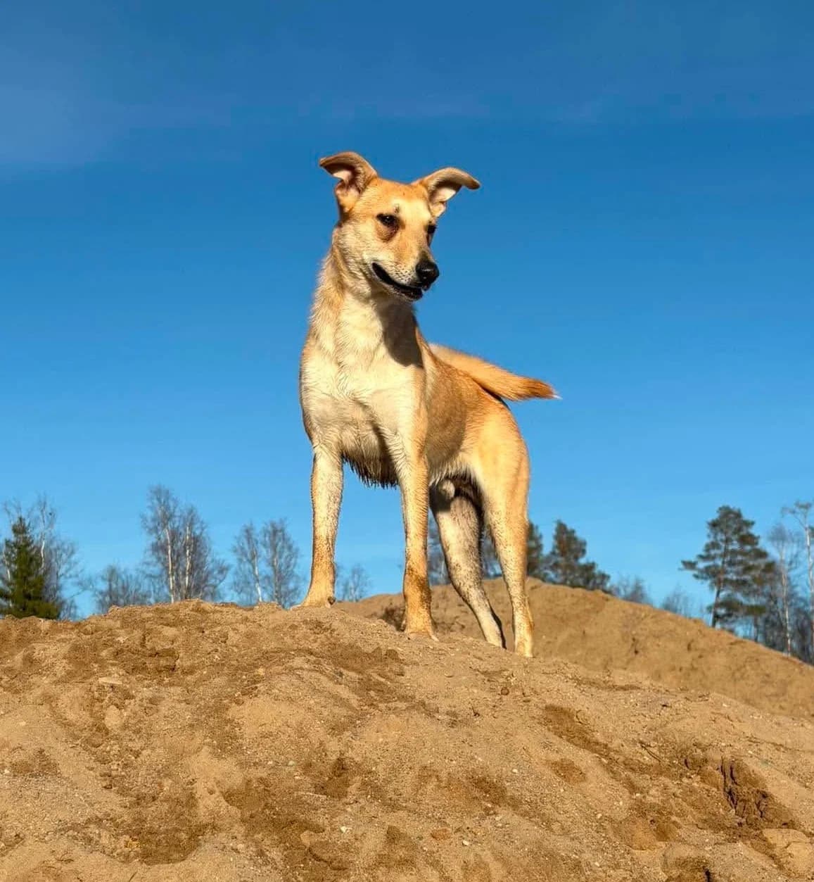 Unity (25-022), male young Mixed Breed for adoption at Amazing Friends, Säter