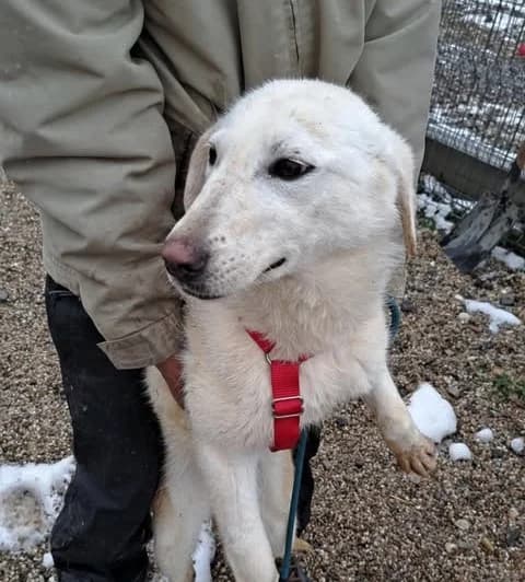 Siri (25-024), female young Mixed Breed for adoption at Amazing Friends, Säter
