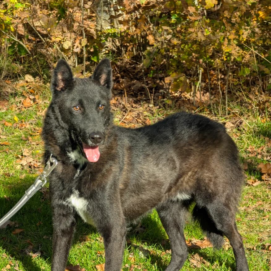 Theo (25-035), male young Mixed Breed for adoption at Amazing Friends, Säter