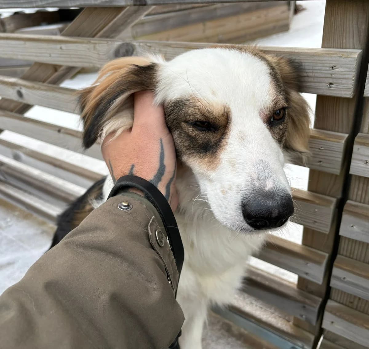 Arko (25-046), male young Mixed Breed for adoption at Amazing Friends, Säter