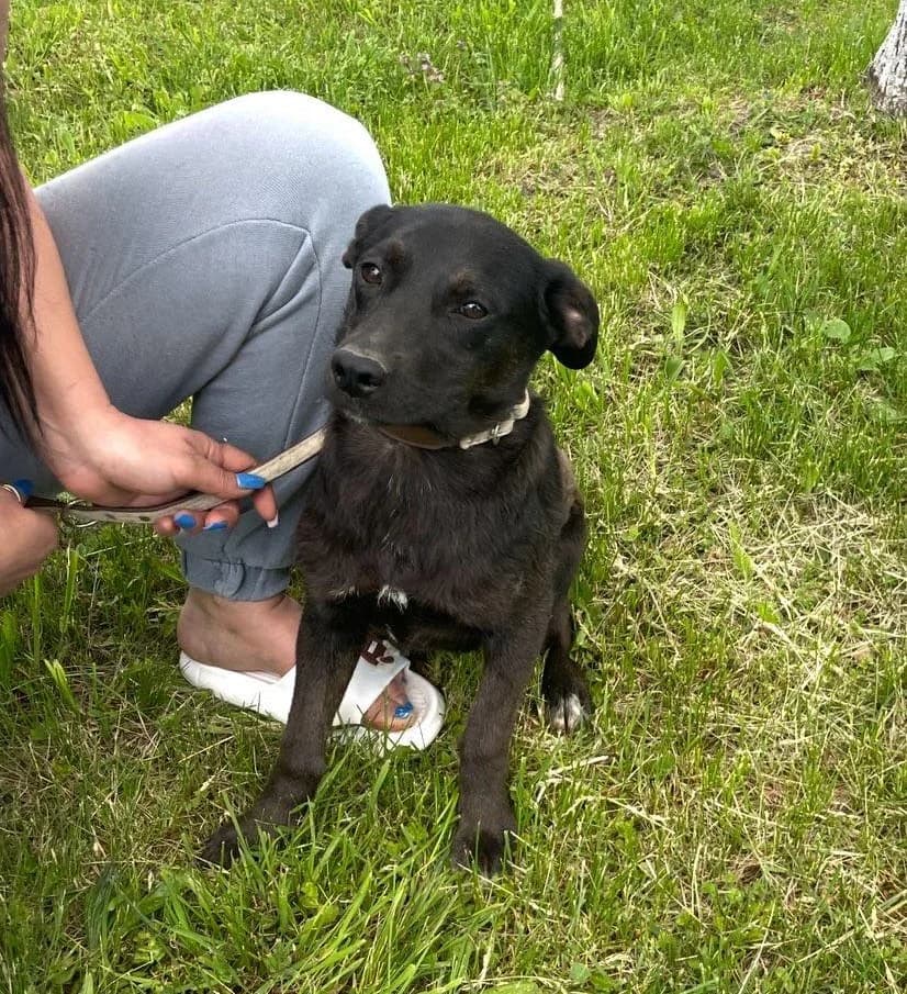 Nina (25-059), female young Mixed Breed for adoption at Amazing Friends, Säter