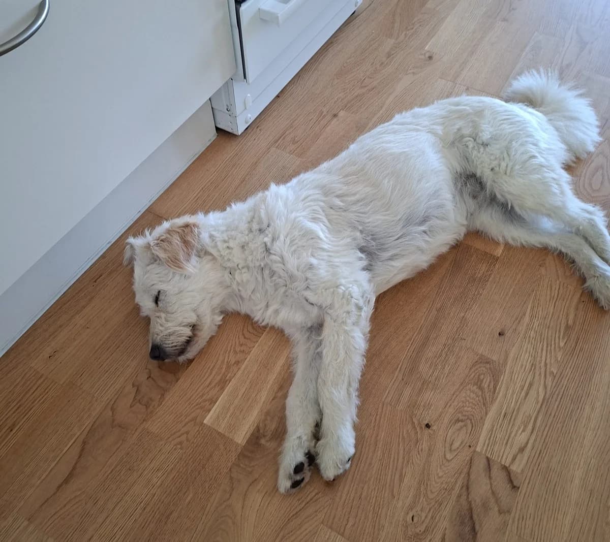 Bella (25-065), female 3yo Mixed Breed for adoption at Amazing Friends, Säter