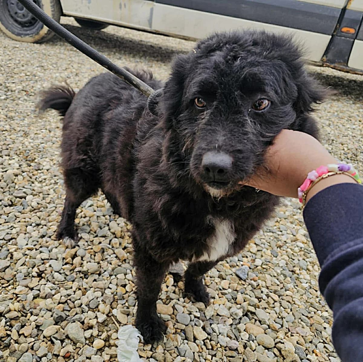 Harley (25-073), female young Mixed Breed for adoption at Amazing Friends, Säter