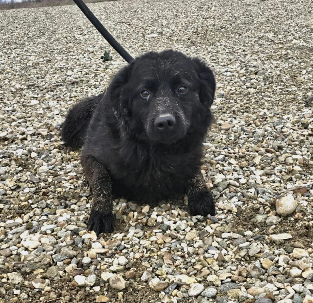 Riley (25-074), gra male young Mixed Breed for adoption at Amazing Friends, Säter