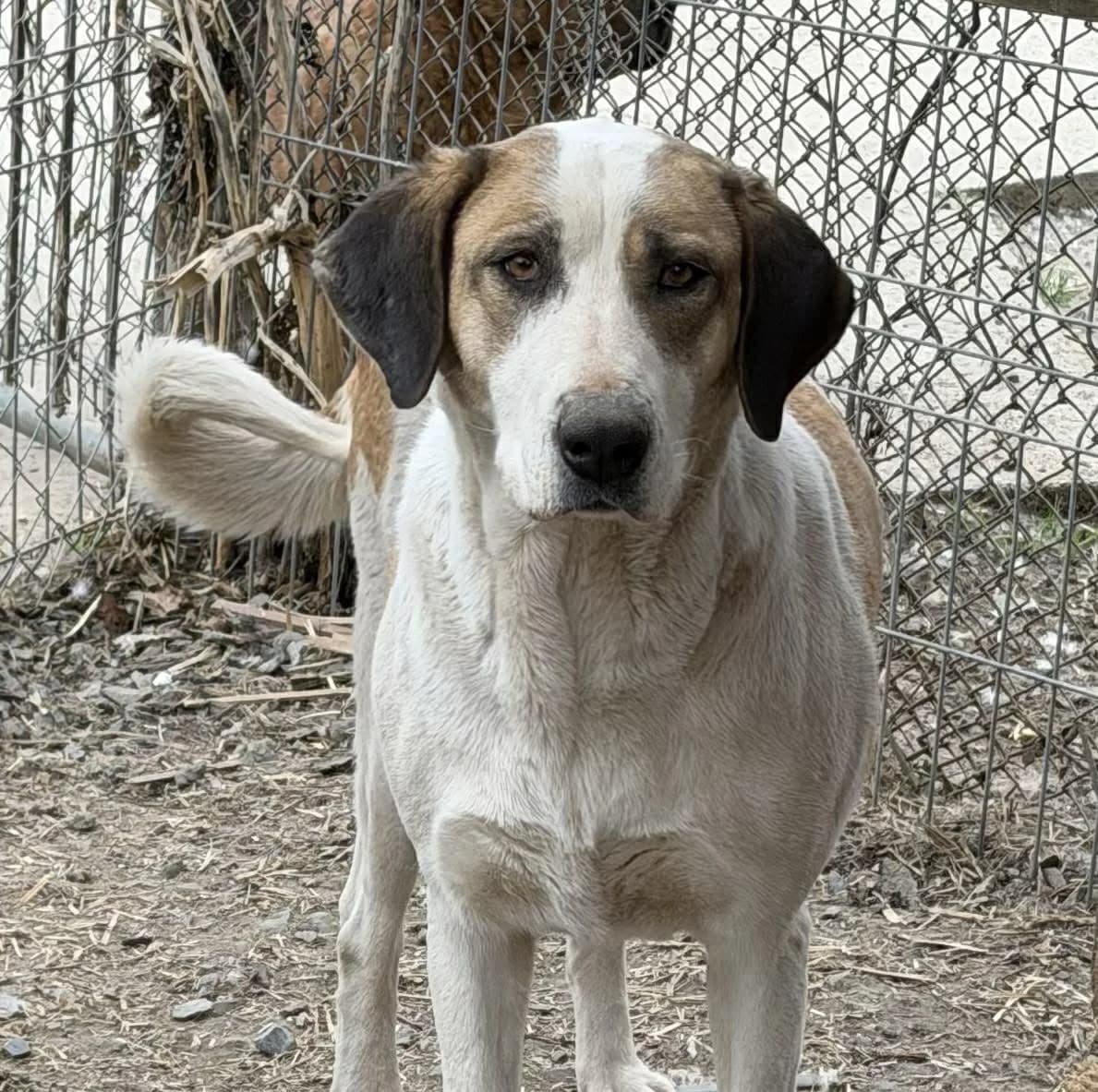 Leonie (25-104), female 3yo Mixed Breed for adoption at Amazing Friends, Säter