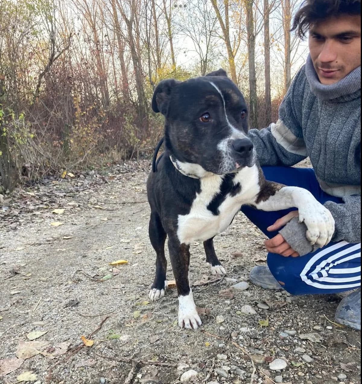 Chance (25-109), male 7yo Mixed Breed for adoption at Amazing Friends, Säter