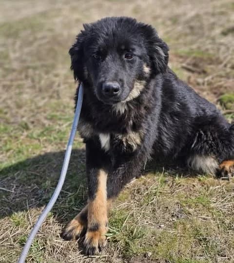 Emma (25-112), female young Mixed Breed for adoption at Amazing Friends, Säter