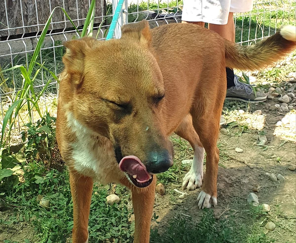 Nemo (25-192), male 5yo Mixed Breed for adoption at Amazing Friends, Säter