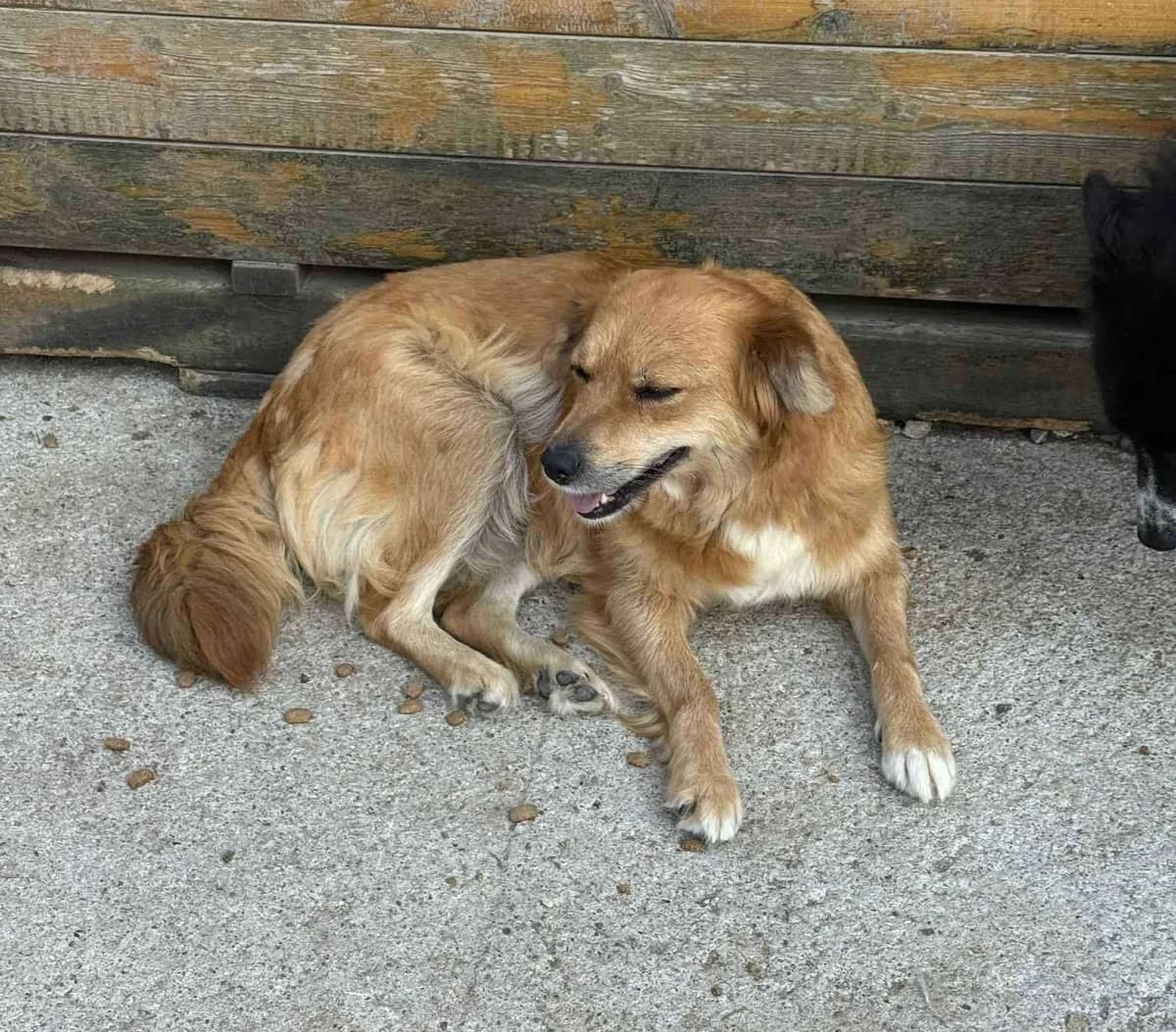 Sandy (25-199), female young Mixed Breed for adoption at Amazing Friends, Säter