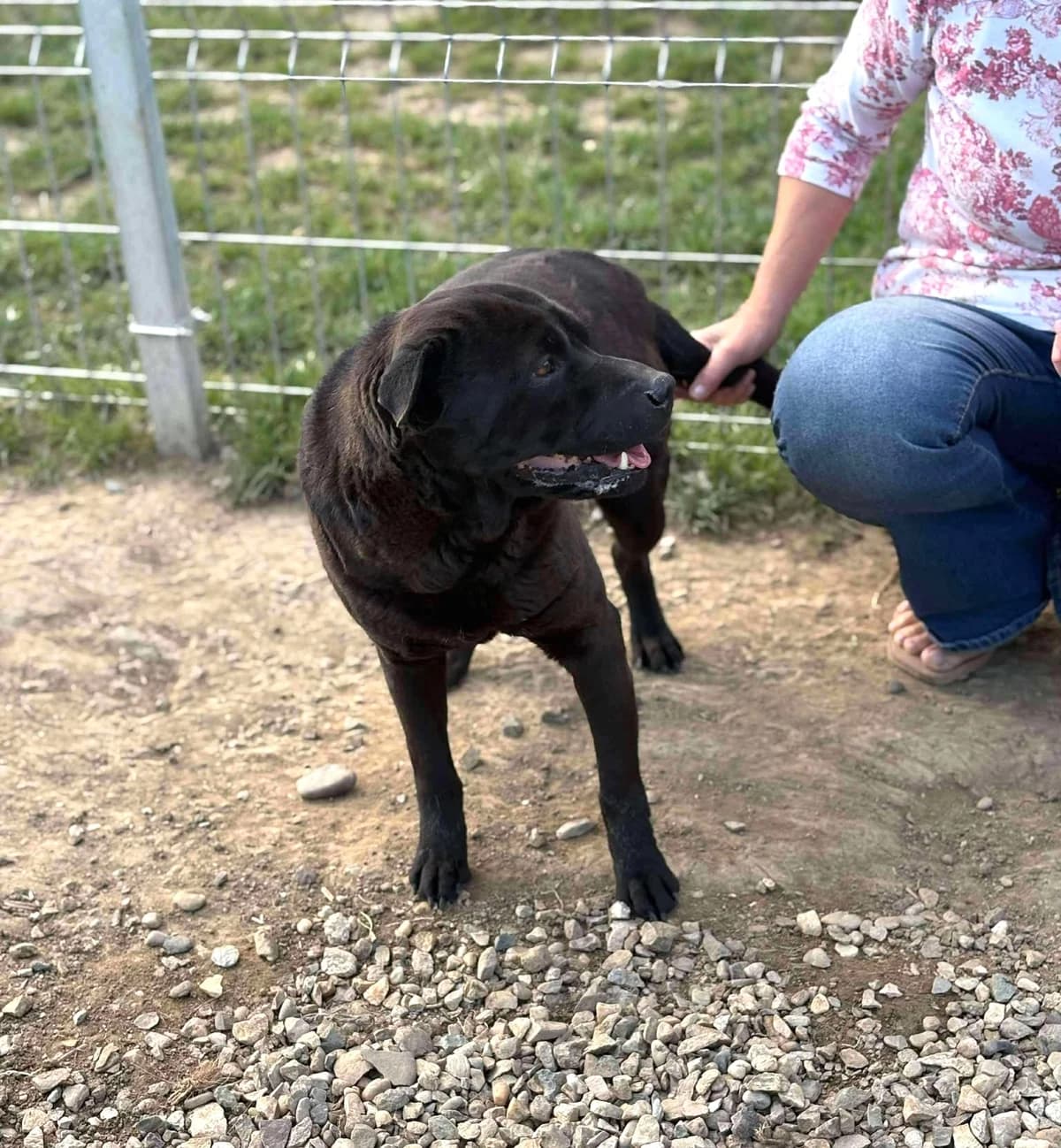 Rocky (25-202), gra male 4yo Mixed Breed for adoption at Amazing Friends, Säter