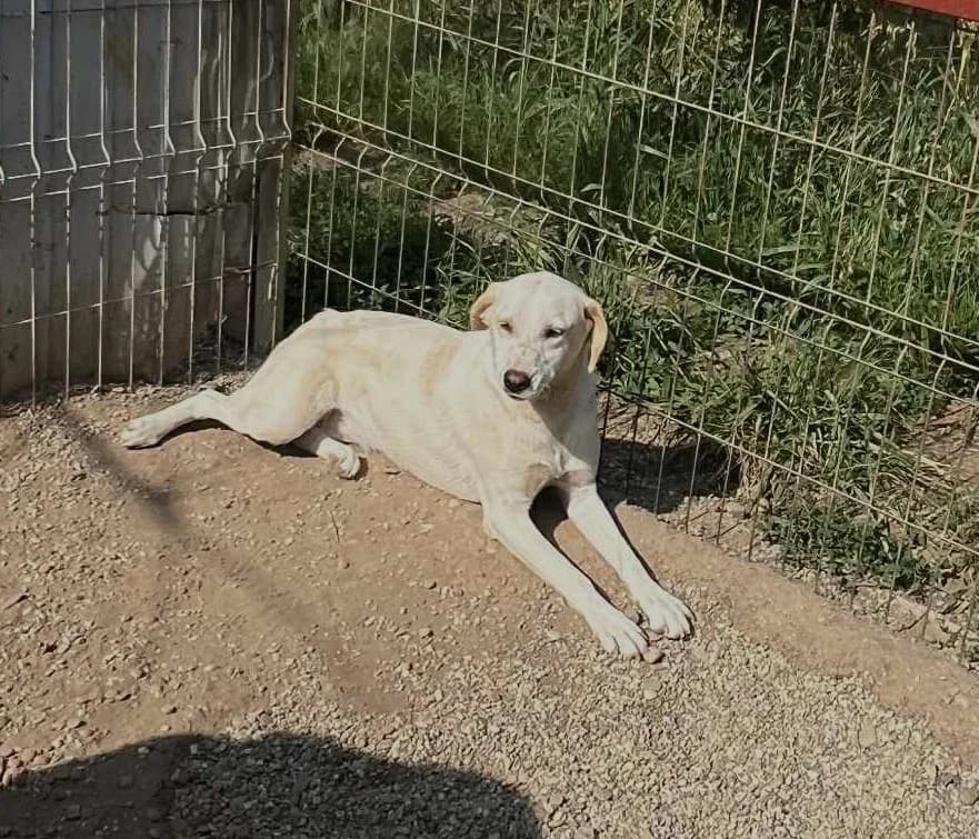 Honey (25-211), female 3yo Mixed Breed for adoption at Amazing Friends, Säter