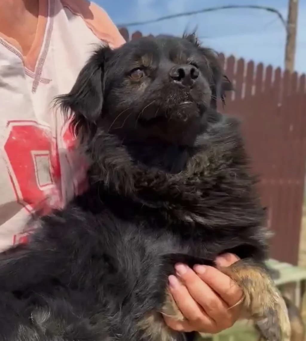 Cole (25-300), male 3yo Mixed Breed for adoption at Amazing Friends, Säter