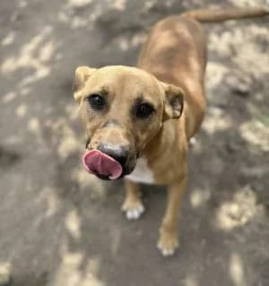 Kora (25-313), female 6yo Mixed Breed for adoption at Amazing Friends, Säter