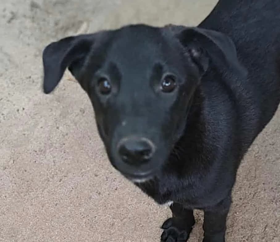 Wanda (25-331), female young Mixed Breed for adoption at Amazing Friends, Säter