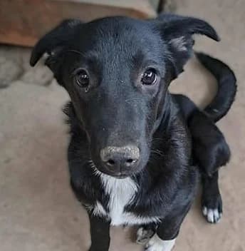 Scarlet (25-332), female young Mixed Breed for adoption at Amazing Friends, Säter