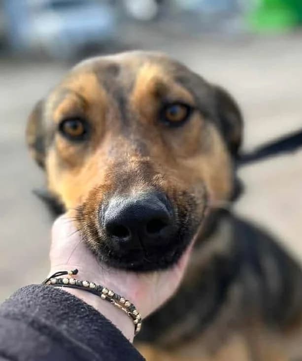 Millie (25-367), female 4yo Mixed Breed for adoption at Amazing Friends, Säter