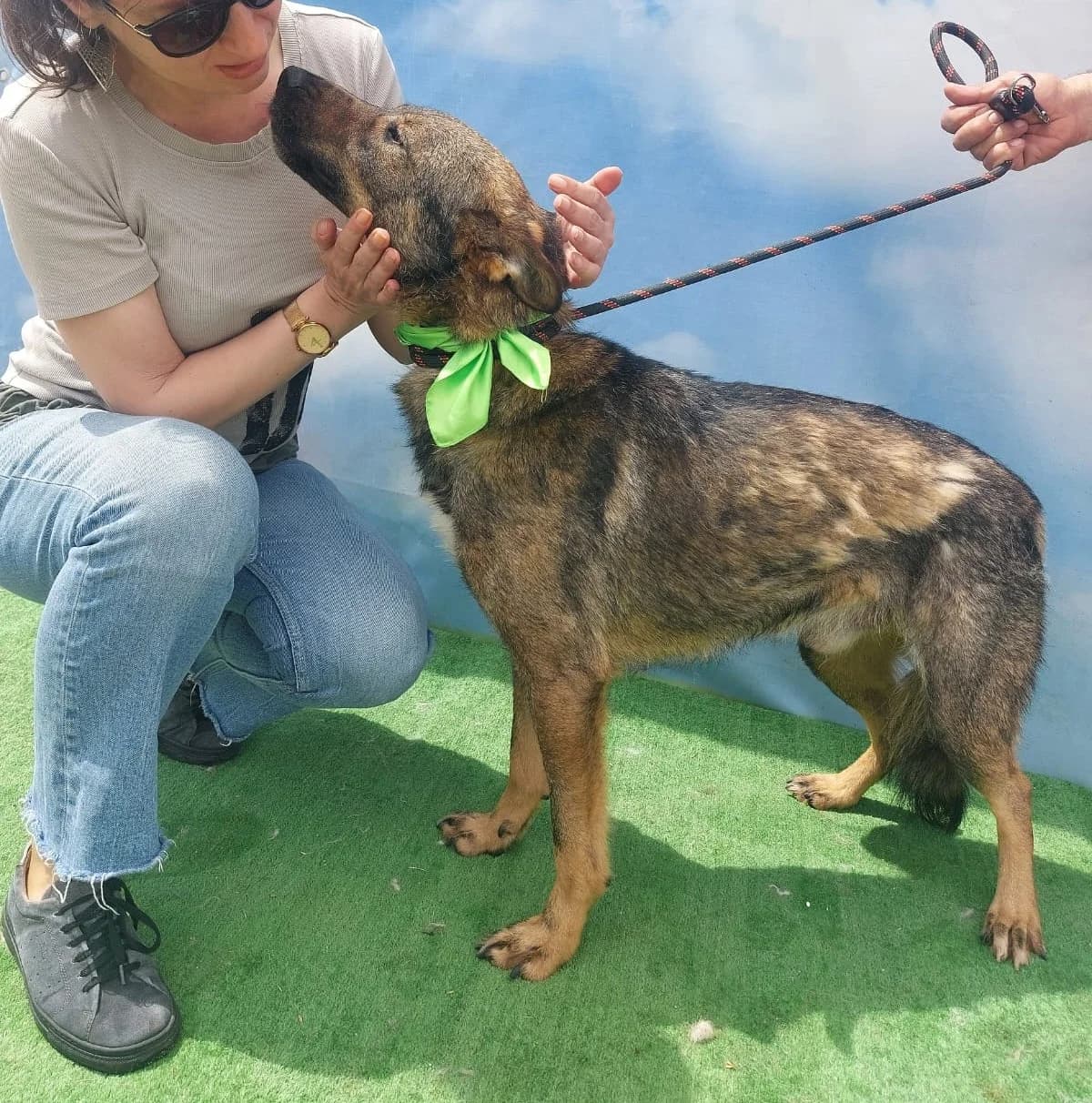 Happy (25-369), male 4yo Mixed Breed for adoption at Amazing Friends, Säter