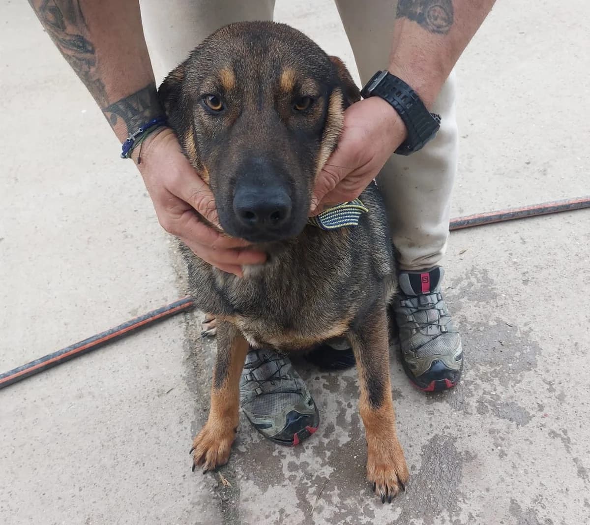 Buster (25-370), male young Mixed Breed for adoption at Amazing Friends, Säter