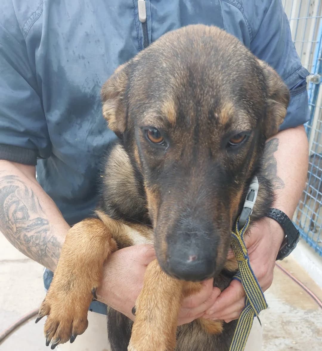 Baxter (25-371), male young Mixed Breed for adoption at Amazing Friends, Säter