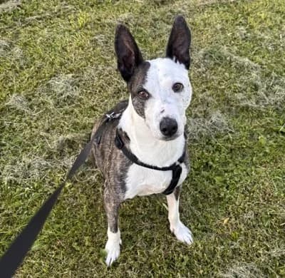 Elsa (25-403), female 7yo Mixed Breed for adoption at Amazing Friends, Säter