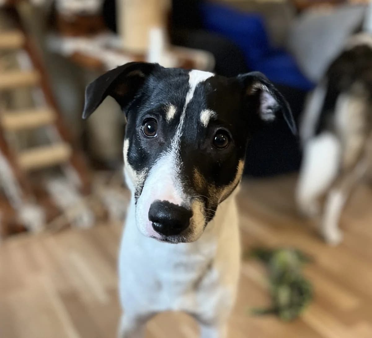 Timo (23-0003), male 3yo Mixed Breed for adoption at Amazing Friends, Säter