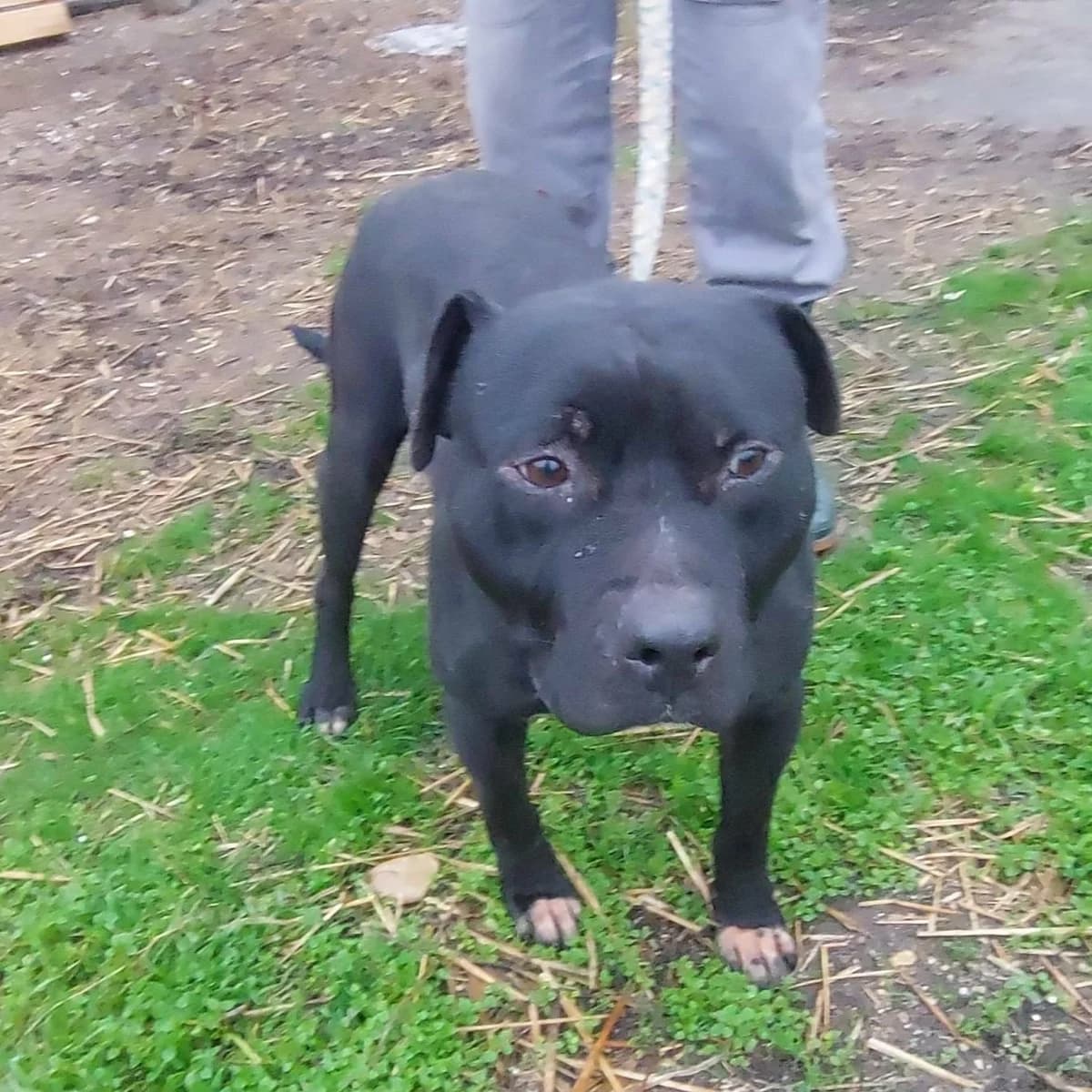 Juligen (25-405), male 4yo Mixed Breed for adoption at Amazing Friends, Säter