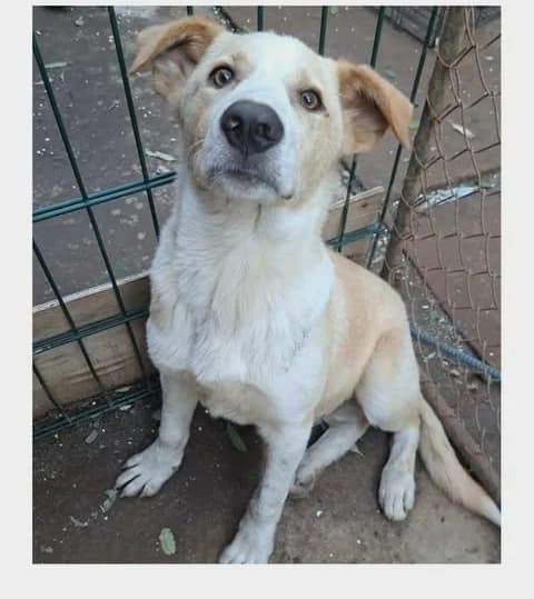 Oscar (25-415), male young Mixed Breed for adoption at Amazing Friends, Säter