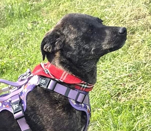 Roo (26-005), female young Mixed Breed for adoption at Amazing Friends, Säter
