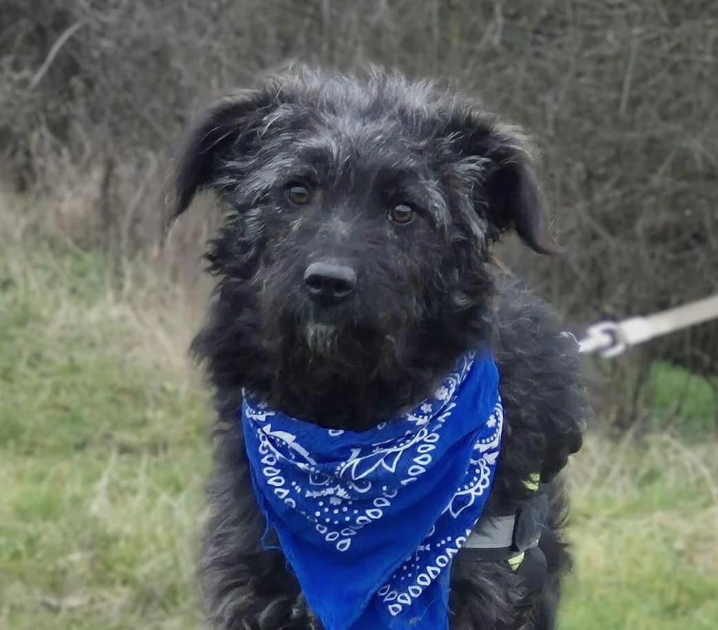 Kajsa (26-008), female young Mixed Breed for adoption at Amazing Friends, Säter