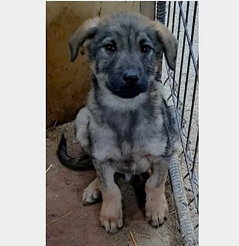 Mumu (26-013), male young Mixed Breed for adoption at Amazing Friends, Säter
