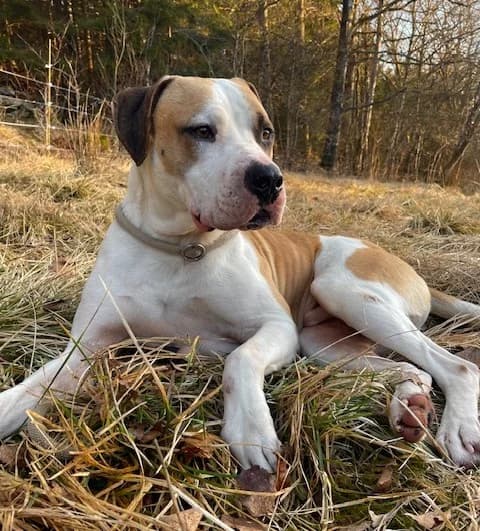 Valentin (26-022), male 3yo Mixed Breed for adoption at Amazing Friends, Säter