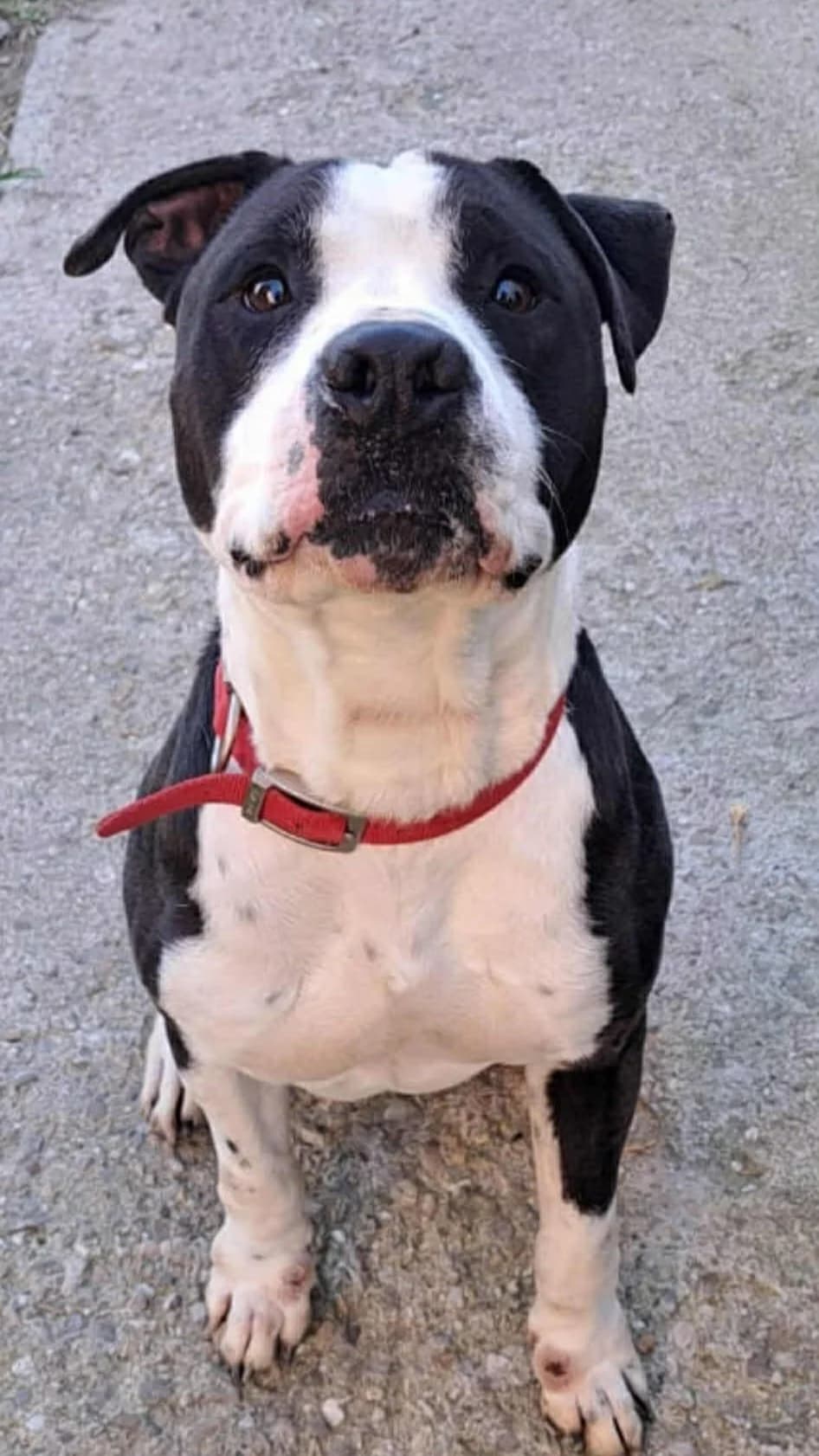 Neo (26-034), male 3yo Mixed Breed for adoption at Amazing Friends, Säter